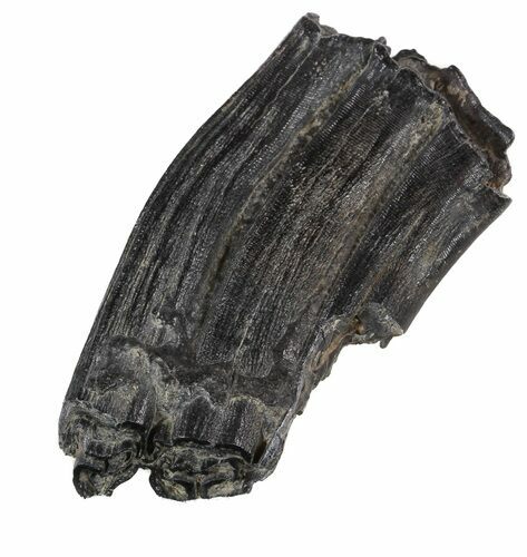 Pleistocene Aged Fossil Horse Tooth - Florida #53162